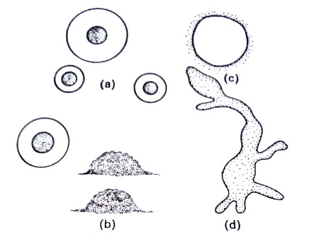 Colony morphology and cell shapes of molecule.